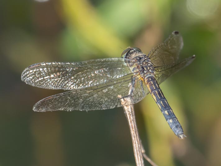 Pachydiplax longipennis (Blue Dasher) female-Album-3.jpg